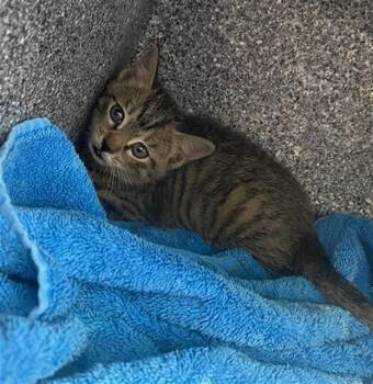 Domestic Short Hair Cats Available for Adoption in Dallas, Texas - CARA | PetCurious