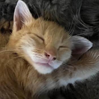 Jako -  Domestic Short Hair Cat for Adoption in Philadelphia, Pennsylvania - Jako | PetCurious
