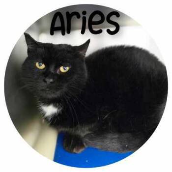 Rescue Domestic Short Hair Cats for Adoption in Sullivan, Indiana - Aries | PetCurious