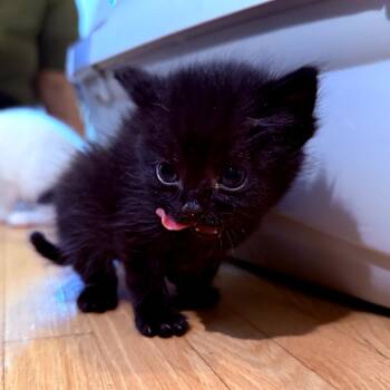 Rescue Domestic Short Hair Cats for Adoption in Calgary, Alberta - Robin | PetCurious