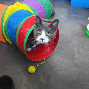 Mr. Greyson -  Domestic Short Hair Cat for Adoption in Show Low, Arizona - Mr. Greyson | PetCurious