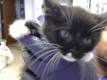SENA -  Domestic Short Hair Cat Available for Adoption in Albuquerque, New Mexico - SENA | PetCurious