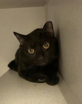 Domestic Short Hair Cats Available for Adoption in Quakertown, Pennsylvania - Ramsey | PetCurious