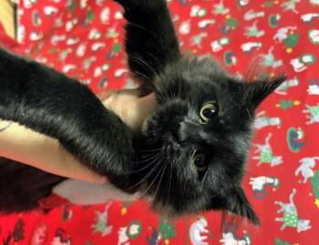 Domestic Long Hair Cats Available for Adoption - Fancy Nancy | PetCurious