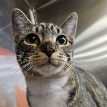 Domestic Short Hair Cats Available for Adoption - Nibbles | PetCurious