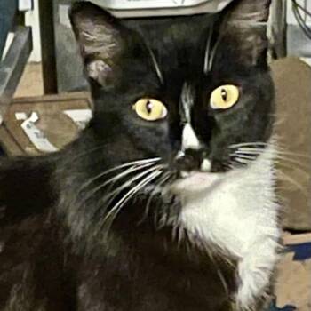 Domestic Short Hair Cats Available for Adoption in Los Angeles, California - Chip | PetCurious