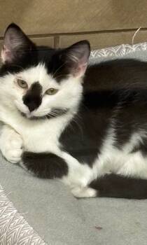 Rescue Domestic Short Hair Cats for Adoption in Midland, Texas - Pepper | PetCurious