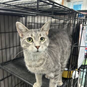 Aster -  Domestic Short Hair Cat for Adoption in Mokena, Illinois - Aster | PetCurious
