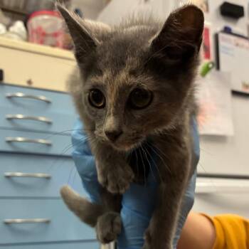 Chrissy -  Domestic Short Hair Cat for Adoption in Dearborn, Michigan - Chrissy | PetCurious