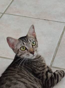 Sarabi -  Domestic Short Hair Cat for Adoption in Franklin, Massachusetts - Sarabi | PetCurious