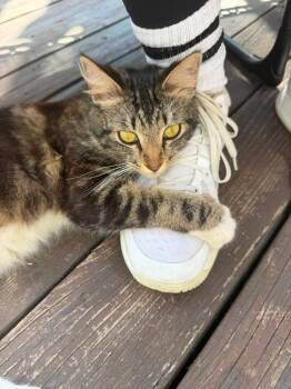 Nicky -  Domestic Short Hair Cat for Adoption in San Diego, California - Nicky | PetCurious