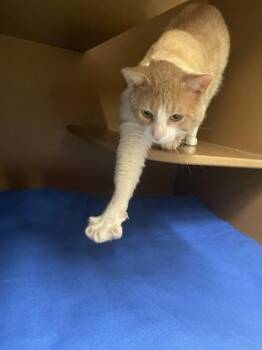 Domestic Short Hair Cats Available for Adoption in Hamilton Township, New Jersey - Leo | PetCurious