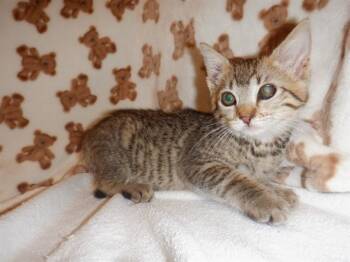 SWEET PEA -  Domestic Short Hair Cat for Adoption in San Jose, California - SWEET PEA | PetCurious