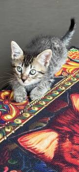 Tabby Cats Available for Adoption in Orlando, Florida - Aladdin | PetCurious