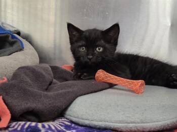 REECE -  Domestic Short Hair Cat for Adoption in Kent, Washington - REECE | PetCurious
