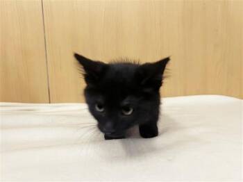 LASSIE -  Domestic Medium Hair Cat Available for Adoption in Brentwood, Missouri - LASSIE | PetCurious