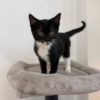 Foxglove -  Domestic Short Hair Cat for Adoption - Foxglove | PetCurious