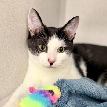 June -  Domestic Medium Hair Cat for Adoption in Atlanta, Georgia - June | PetCurious