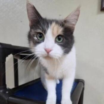 Izzy -  Domestic Short Hair Cat for Adoption in Minneapolis, Minnesota - Izzy | PetCurious