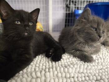 Midnight -  Domestic Short Hair Cat for Adoption in Vancouver, Washington - Midnight | PetCurious