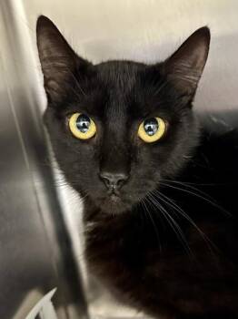 Domestic Short Hair Cats Available for Adoption in Wichita, Kansas - Midnight | PetCurious