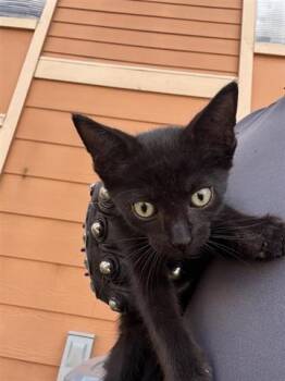 Rescue Domestic Short Hair Cats for Adoption in Houston, Texas - A644457 | PetCurious