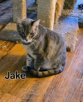 Domestic Short Hair Cats Available for Adoption - Jake | PetCurious