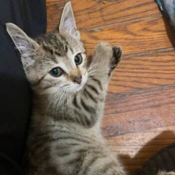 Kitters -  Domestic Short Hair Cat for Adoption in Parkersburg, West Virginia - Kitters | PetCurious