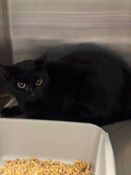 Rescue Domestic Medium Hair Cats for Adoption in Clarksville, Tennessee - Midnight | PetCurious