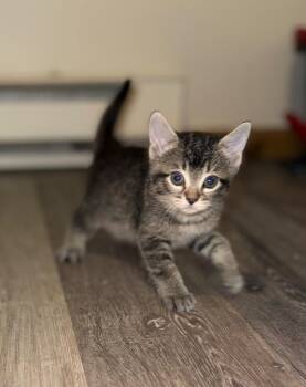 Domestic Short Hair Cats Available for Adoption - Fern | PetCurious