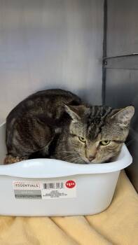 Rescue Domestic Short Hair Cats for Adoption in Pomona, New York - Nelson | PetCurious