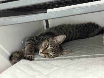 Rescue Domestic Short Hair Cats for Adoption in Black River Falls, Wisconsin - Blaze | PetCurious