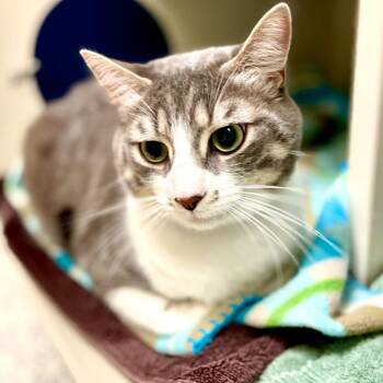 Domestic Short Hair Cats Available for Adoption in Fairport, New York - Stompin | PetCurious