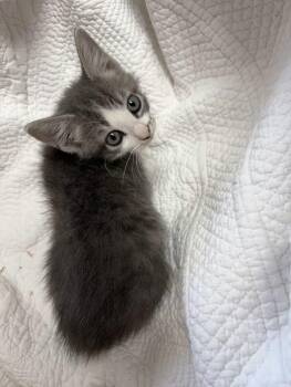 Nimbus -  Domestic Short Hair and Tabby Cat for Adoption in Greensboro, North Carolina - Nimbus | PetCurious