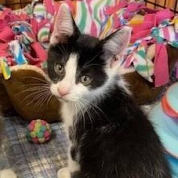 Tuxedo Cats Available for Adoption in Southern Pines, North Carolina - Comet | PetCurious
