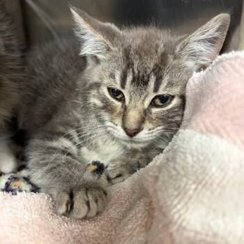 Layup -  Domestic Short Hair Cat for Adoption in Mentor, Ohio - Layup | PetCurious