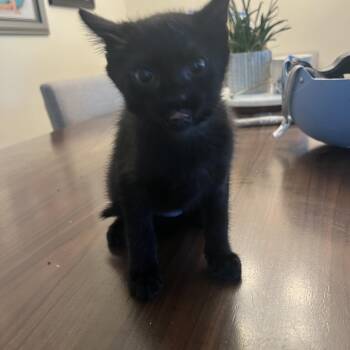 Beans -  Domestic Short Hair Cat for Adoption in Wheeling, Illinois - Beans | PetCurious