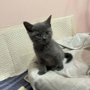 Taka -  Domestic Short Hair Cat for Adoption - Taka | PetCurious