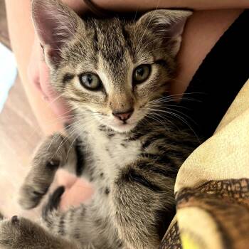 Rescue Domestic Short Hair Cats for Adoption in Columbia, Missouri - Theodore (Theo) | PetCurious