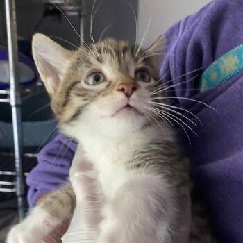Goodyear -  Domestic Short Hair Cat for Adoption in South Elgin, Illinois - Goodyear | PetCurious