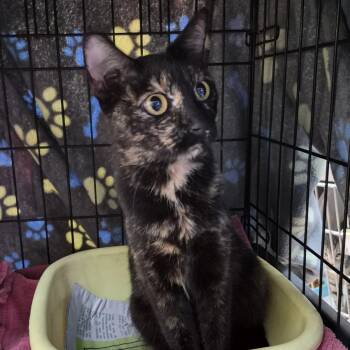 Domestic Short Hair Cats Available for Adoption in Ardmore, Oklahoma - Button | PetCurious