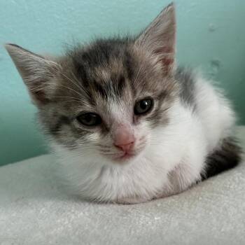 Patches -  Domestic Short Hair Cat for Adoption in La Grange, Kentucky - Patches | PetCurious
