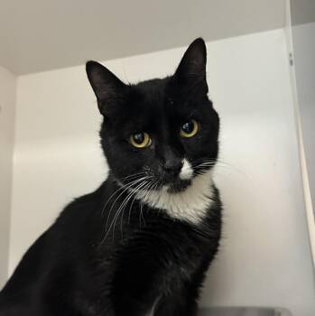 Domestic Short Hair Cats Available for Adoption - Jersey | PetCurious