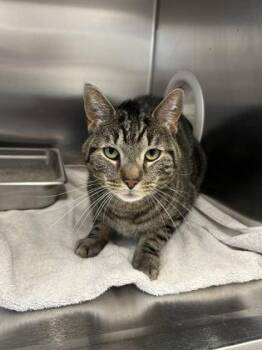Domestic Short Hair Cats Available for Adoption in Schenectady, New York - Maze | PetCurious