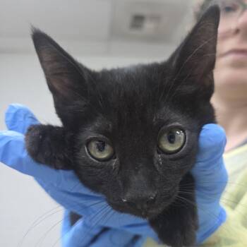 Birkenstock -  Domestic Short Hair Cat for Adoption in Incline Village, Nevada - Birkenstock | PetCurious