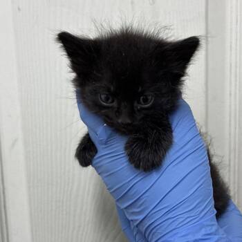 Beans -  Domestic Short Hair Cat Available for Adoption in Edinburg, Texas - Beans | PetCurious