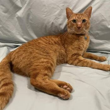 George & Fred -  Domestic Short Hair Cat for Adoption in Bentonville, Arkansas - George & Fred | PetCurious