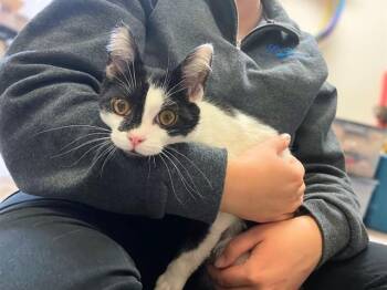 CADILLAC -  Domestic Short Hair Cat for Adoption in Fort Wayne, Indiana - CADILLAC | PetCurious