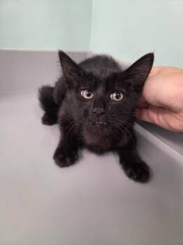 Phoebie -  Domestic Short Hair Cat for Adoption in Athens, Tennessee - Phoebie | PetCurious