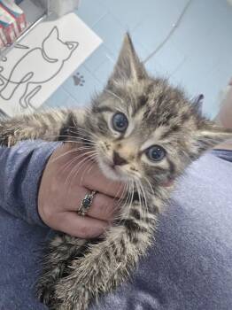 Domestic Short Hair Cats Available for Adoption - Roo | PetCurious